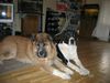 Mittelasiatischer Schäferhund Foto: Shogun und Nero Kaukase und Mittelasiate (ID 8844) Mittelasiatischer Schäferhund Hund