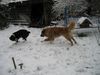 Mittelasiatischer Schäferhund Foto: super der schnee :=)nero und shogun (ID 9360) Mittelasiatischer Schäferhund Hund