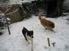Mittelasiatischer Schäferhund Foto: :=)nero und shogun spiel mit mir. (ID 9361) Mittelasiatischer Schäferhund Hund