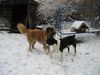 Mittelasiatischer Schäferhund Foto: :=)nero und shogun (ID 9362) Mittelasiatischer Schäferhund Hund