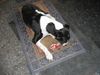 Mittelasiatischer Schäferhund Foto: Hm das Schmeckt mir aber gut:=) (ID 12036) Mittelasiatischer Schäferhund Hund