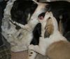 Mittelasiatischer Schäferhund Foto: AUDREY & AKGUS mit 6 Wochen (ID 2390) Mittelasiatischer Schäferhund Hund