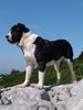Mittelasiatischer Schäferhund Foto: AZAZEL Premium PL - Candidate International Champion, Candidate Multichampion, Candidate Champion of Hungary, Candidate Champion of Slovenia, Candidate Champion of Croatia, Candidate Junior Champion of Italy, Slovenian Club Winner, Winner of Hungary, Winner of Slovenia, Winner of Croatia, Multi Best Female in Breed, Multi Best of Breed Winner, Junior Winner, Best Junior in Breed, Multi Best Puppy in Breed, III BIS Puppy (BAY Alex UA – Berendey BAYBISHE). (ID 36806) Mittelasiatischer Schäferhund Hund