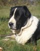 Mittelasiatischer Schäferhund Foto: AZAZEL Premium PL - Candidate International Champion, Candidate Multichampion, Candidate Champion of Hungary, Candidate Champion of Slovenia, Candidate Champion of Croatia, Candidate Junior Champion of Italy, Slovenian Club Winner, Winner of Hungary, Winner of Slovenia, Winner of Croatia, Multi Best Female in Breed, Multi Best of Breed Winner, Junior Winner, Best Junior in Breed, Multi Best Puppy in Breed, III BIS Puppy (BAY Alex UA – Berendey BAYBISHE). (ID 36808) Mittelasiatischer Schäferhund Hund