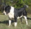 Mittelasiatischer Schäferhund Foto: AZAZEL Premium PL - Candidate International Champion, Candidate Multichampion, Candidate Champion of Hungary, Candidate Champion of Slovenia, Candidate Champion of Croatia, Candidate Junior Champion of Italy, Slovenian Club Winner, Winner of Hungary, Winner of Slovenia, Winner of Croatia, Multi Best Female in Breed, Multi Best of Breed Winner, Junior Winner, Best Junior in Breed, Multi Best Puppy in Breed, III BIS Puppy (BAY Alex UA – Berendey BAYBISHE). (ID 36810) Mittelasiatischer Schäferhund Hund