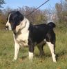Mittelasiatischer Schäferhund Foto: AZAZEL Premium PL - Candidate International Champion, Candidate Multichampion, Candidate Champion of Hungary, Candidate Champion of Slovenia, Candidate Champion of Croatia, Candidate Junior Champion of Italy, Slovenian Club Winner, Winner of Hungary, Winner of Slovenia, Winner of Croatia, Multi Best Female in Breed, Multi Best of Breed Winner, Junior Winner, Best Junior in Breed, Multi Best Puppy in Breed, III BIS Puppy (BAY Alex UA – Berendey BAYBISHE). (ID 36813) Mittelasiatischer Schäferhund Hund