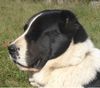 Mittelasiatischer Schäferhund Foto: AZAZEL Premium PL - Candidate International Champion, Candidate Multichampion, Candidate Champion of Hungary, Candidate Champion of Slovenia, Candidate Champion of Croatia, Candidate Junior Champion of Italy, Slovenian Club Winner, Winner of Hungary, Winner of Slovenia, Winner of Croatia, Multi Best Female in Breed, Multi Best of Breed Winner, Junior Winner, Best Junior in Breed, Multi Best Puppy in Breed, III BIS Puppy (BAY Alex UA – Berendey BAYBISHE). (ID 36814) Mittelasiatischer Schäferhund Hund