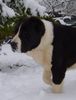 Mittelasiatischer Schäferhund Foto: AZAZEL Premium PL - Champion of Bosnia and Herzegovina, Candidate International Champion, Candidate Multichampion, Candidate Champion of Hungary, Candidate Champion of Slovenia, Candidate Champion of Croatia, Candidate Junior Champion of Italy, Slovenian Club Winner, Winner of Hungary, Winner of Slovenia, Winner of Croatia, Multi Best Female in Breed, Multi Best of Breed Winner, Junior Winner, Best Junior in Breed, Multi Best Puppy in Breed, III BIS Puppy (BAY Alex UA – Berendey BAYBISHE). (ID 38307) Mittelasiatischer Schäferhund Hund