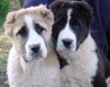 Mittelasiatischer Schäferhund Foto: AZAZEL & ASTRA Premium PL - 10 weeks old females. (ID 36805) Mittelasiatischer Schäferhund Hund