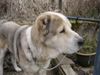 Mittelasiatischer Schäferhund Foto: Leo-Koenig des Hauses (ID 20180) Mittelasiatischer Schäferhund Hund