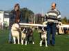 Mittelasiatischer Schäferhund Foto: Argo u Krale Jiriho, Ajka Sadara Big, Audrey z Freudova Rodiste in Stockerau (ID 899) Mittelasiatischer Schäferhund Hund