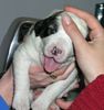 Mittelasiatischer Schäferhund Foto: ZO-Welpe mit zwei Wochen - unkupiert! (ID 1903) Mittelasiatischer Schäferhund Hund