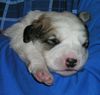 Mittelasiatischer Schäferhund Foto: ZO-Welpe mit zwei Wochen - unkupiert! (ID 1902) Mittelasiatischer Schäferhund Hund