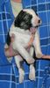 Mittelasiatischer Schäferhund Foto: ZO-Welpe mit zwei Wochen - unkupiert! (ID 1905) Mittelasiatischer Schäferhund Hund