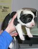 Mittelasiatischer Schäferhund Foto: ZO-Welpe mit zwei Wochen - unkupiert! (ID 1906) Mittelasiatischer Schäferhund Hund