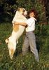 Mittelasiatischer Schäferhund Foto: So groß ist ein Zentralasiat (ID 1002) Mittelasiatischer Schäferhund Hund