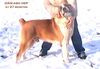 Mittelasiatischer Schäferhund Foto: Daikash Hep (CH RUS Hunta x CH RUS Hoshgjul Ak Aju) (ID 8741) Mittelasiatischer Schäferhund Hund