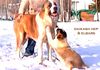 Mittelasiatischer Schäferhund Foto: Daikash Hep (CH RUS Hunta x CH RUS Hoshgjul Ak Aju) (ID 8740) Mittelasiatischer Schäferhund Hund