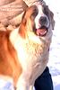 Mittelasiatischer Schäferhund Foto: Daikash Hep (CH RUS Hunta x CH RUS Hoshgjul Ak Aju) (ID 8739) Mittelasiatischer Schäferhund Hund