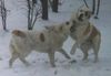 Mittelasiatischer Schäferhund Foto: Fojbe und Bartang beim fröhlichen Schneespiel (ID 3114) Mittelasiatischer Schäferhund Hund