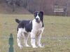 Mittelasiatischer Schäferhund Foto: female Garabash at 4 months and 1 day; Berendey Bergul x Daikash Hep (ID 10129) Mittelasiatischer Schäferhund Hund