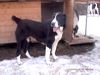 Mittelasiatischer Schäferhund Foto: Hantau (CH RUS Garabash x CH RUS Luta) (ID 8746) Mittelasiatischer Schäferhund Hund