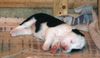Mittelasiatischer Schäferhund Foto: .. und dann wird geschlafen (ID 1478) Mittelasiatischer Schäferhund Hund