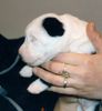 Mittelasiatischer Schäferhund Foto: Eine Hand voll ZO (ID 1477) Mittelasiatischer Schäferhund Hund
