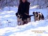 Mittelasiatischer Schäferhund Foto: Daikash Hep (born 17-10-2001) he is 85 cm high at the withers, his father is CH RUS Ak Nukker Hunta (he needs only one more certificate to become CH RKF and Grand Russian Champion), the great grand father of Hunta is Aktash - Legendary dog comes from Turkmenistan; his mother is Hoshgjul Ak Aju, always excellent in shows and very good character both for guard and defense, the grand father of Hoshgjul is Chingiz, which has been recognized the best breeder and one of the best males of XXIst century: he has never been 2nd in shows! his brother Dahar Bay is the Winner (BIS) of the European Show of Molosser 2002 (judge: Tatiana Ivanova from S. Petersburg) and his sister, our bitch, is Desha Gor who has been rated 5 times \ (ID 8810) Mittelasiatischer Schäferhund Hund