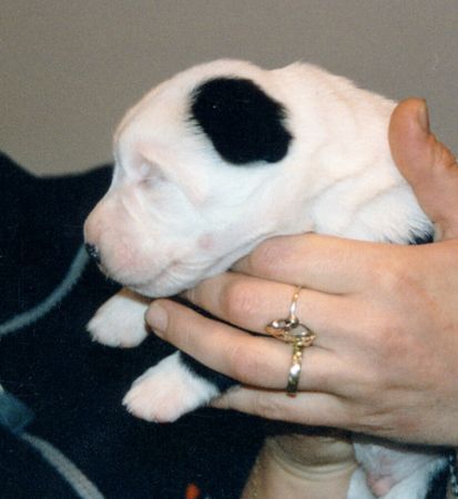 Mittelasiatischer Schäferhund Hunde Foto 1477 Mittelasiatischer Schäferhund Eine Hand voll ZO