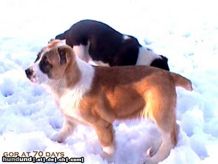 Mittelasiatischer Schäferhund Hunde Foto 8807 Mittelasiatischer Schäferhund Berendey Bergul (born on 12-01-2002), her mother is CH RUS, CH RKF, Grand Russian Champion, CH LIT, CH PL Berendey Jalchen, which has become European Champion in Bratislava on the 5th of October; her father is CH RUS, CH RKF, Grand Russian Champion, 3rd at Aziat 2003 (winner of Champion Class) Varuh; her brother Berendey Bugay Buba is Winner of Aziat 2003, CH RUS, CH PL, CH LIT and vice European Champion 2003.