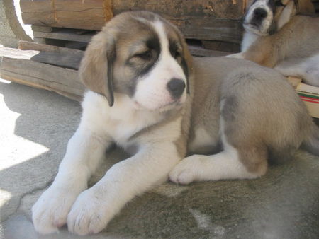 Mittelasiatischer Schäferhund Kurzhaariger Schlag Hunde Foto 34406 in höherer Auflösung ansehen Mittelasiatischer Schäferhund Kurzhaariger Schlag Welpen zu verkaufen! From Russian connection!!!