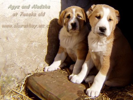 Mittelasiatischer Schäferhund Kurzhaariger Schlag Sehr schone Welpen zu verkaufen 