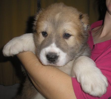 Mittelasiatischer Schäferhund Kurzhaariger Schlag Unsere russische welpen - die Jungen