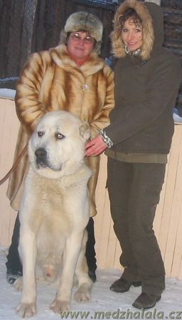 Mittelasiatischer Schäferhund Kurzhaariger Schlag Hunde Foto 39319 in höherer Auflösung ansehen Mittelasiatischer Schäferhund Kurzhaariger Schlag Luzim(Gaplan x Aladzha), ISKITIM