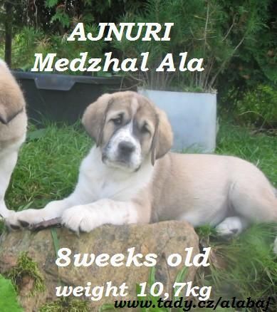 Mittelasiatischer Schäferhund Kurzhaariger Schlag Hunde Foto 34405 Mittelasiatischer Schäferhund Kurzhaariger Schlag Welpen zu verkaufen! From Russian connection!!!