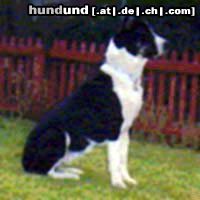 Mittelasiatischer Schäferhund Kurzhaariger Schlag Hunde Foto 2900 Mittelasiatischer Schäferhund Kurzhaariger Schlag Lara mit 5 Jahren