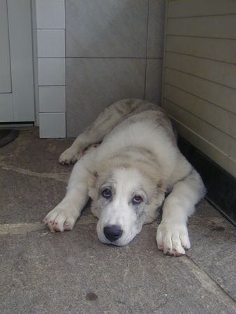 Mittelasiatischer Schäferhund Kurzhaariger Schlag Jacaranda Fara Borojo  4 mon alt
