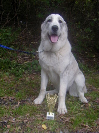 Mittelasiatischer Schäferhund Kurzhaariger Schlag Hunde Foto 34513 in höherer Auflösung ansehen Mittelasiatischer Schäferhund Kurzhaariger Schlag Jacaranda Fara Borojo 7 mon / IHA Tulln vielversprechend