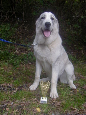 Mittelasiatischer Schäferhund Kurzhaariger Schlag Jacaranda Fara Borojo 7 mon / IHA Tulln vielversprechend