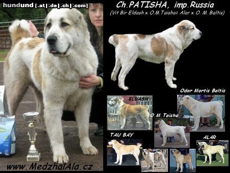 Mittelasiatischer Schäferhund Kurzhaariger Schlag Weplen zu verkaufen SHER GIZ Ukyply, Russland x Patisha ,imp.Russland