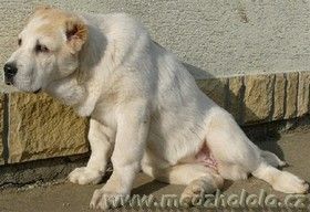 Mittelasiatischer Schäferhund Kurzhaariger Schlag Ursha (Darstan Alladin x Aila Ak Sulu,Turkmenia) imp.Iskitim