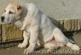 Mittelasiatischer Schäferhund Kurzhaariger Schlag Hunde Foto 39320 in höherer Auflösung ansehen Mittelasiatischer Schäferhund Kurzhaariger Schlag Ursha (Darstan Alladin x Aila Ak Sulu,Turkmenia) imp.Iskitim