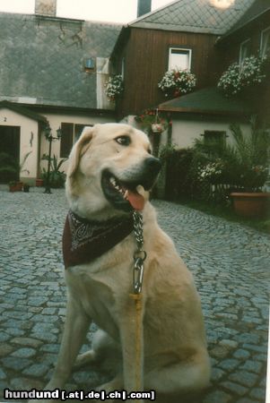 Mittelasiatischer Schäferhund Kurzhaariger Schlag Hunde Foto 6242 Mittelasiatischer Schäferhund Kurzhaariger Schlag mit 8 monaten...