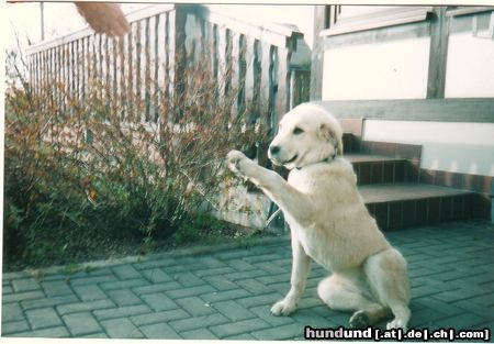 Mittelasiatischer Schäferhund Kurzhaariger Schlag ich wollte mal ein bild von meinem hund schicken weil es so wenige von der rasse gibt!! mfg :manuel!