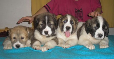 Mittelasiatischer Schäferhund Kurzhaariger Schlag Hunde Foto 43423 in höherer Auflösung ansehen Mittelasiatischer Schäferhund Kurzhaariger Schlag Unsere russische welpen - die Jungen