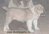 Mittelasiatischer Schäferhund Kurzhaariger Schlag Hund