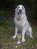 Mittelasiatischer Schäferhund Kurzhaariger Schlag Foto: Jacaranda Fara Borojo 7 mon / IHA Tulln vielversprechend (ID 34513) Mittelasiatischer Schäferhund Kurzhaariger Schlag Hund
