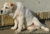 Mittelasiatischer Schäferhund Kurzhaariger Schlag Foto: Ursha (Darstan Alladin x Aila Ak Sulu,Turkmenia) imp.Iskitim (ID 39320) Mittelasiatischer Schäferhund Kurzhaariger Schlag Hund