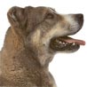 Mittelasiatischer Schäferhund Kurzhaariger Schlag, Mittelasiatischer Oftscharka